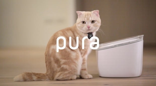Pura: la fontanella smart per gatti che pensa alla loro salute (video)