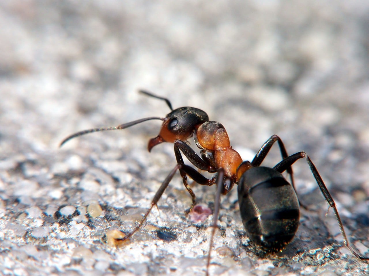 Come reagiscono le formiche a un telefono che squilla? (video)