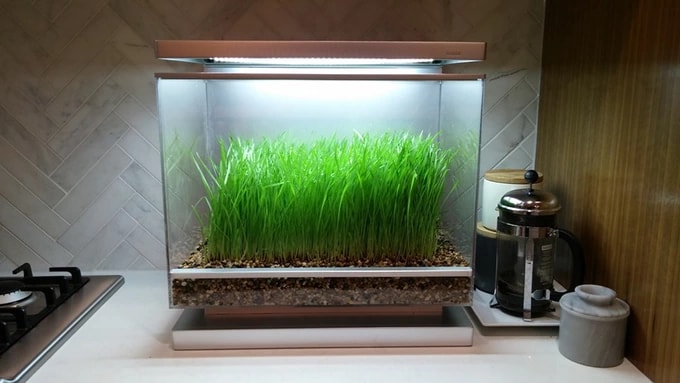 Ricreate un ecosistema in casa vostra con questo acquario-terrario smart (video)