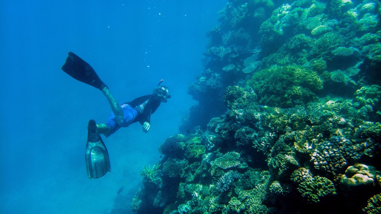 Facciamo un tuffo nella Grande Barriera Corallina con i Lumia 950 e 950 XL (foto e video)
