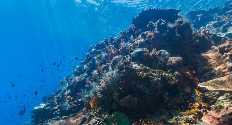 Google Maps vi porta tra le meraviglie della barriera corallina… e draghi di Komodo!