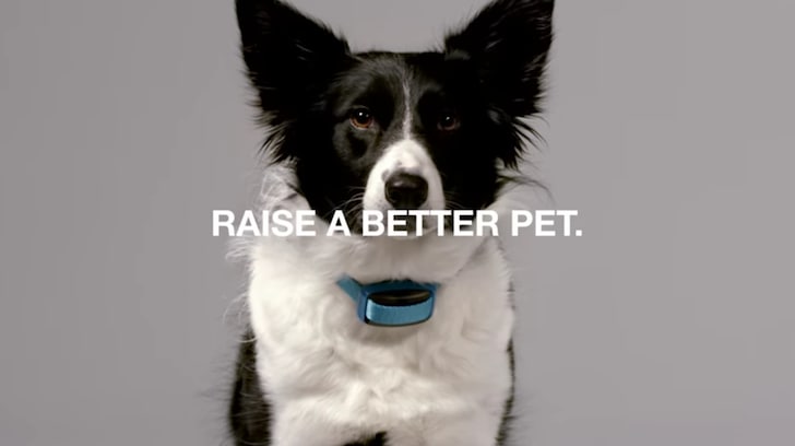 Garmin Delta Smart è il wearable per il vostro cane che vi aiuterà ad educarlo (foto e video)