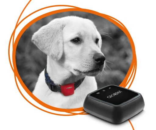 Wind Pets è un&#039;offerta &quot;da cani&quot;: SIM e tracker per monitorare il proprio animale domestico
